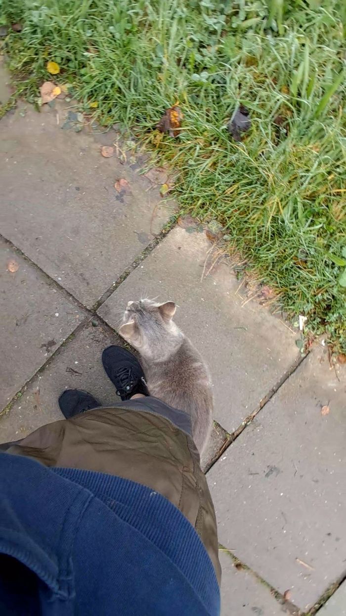 A cat by the pavement