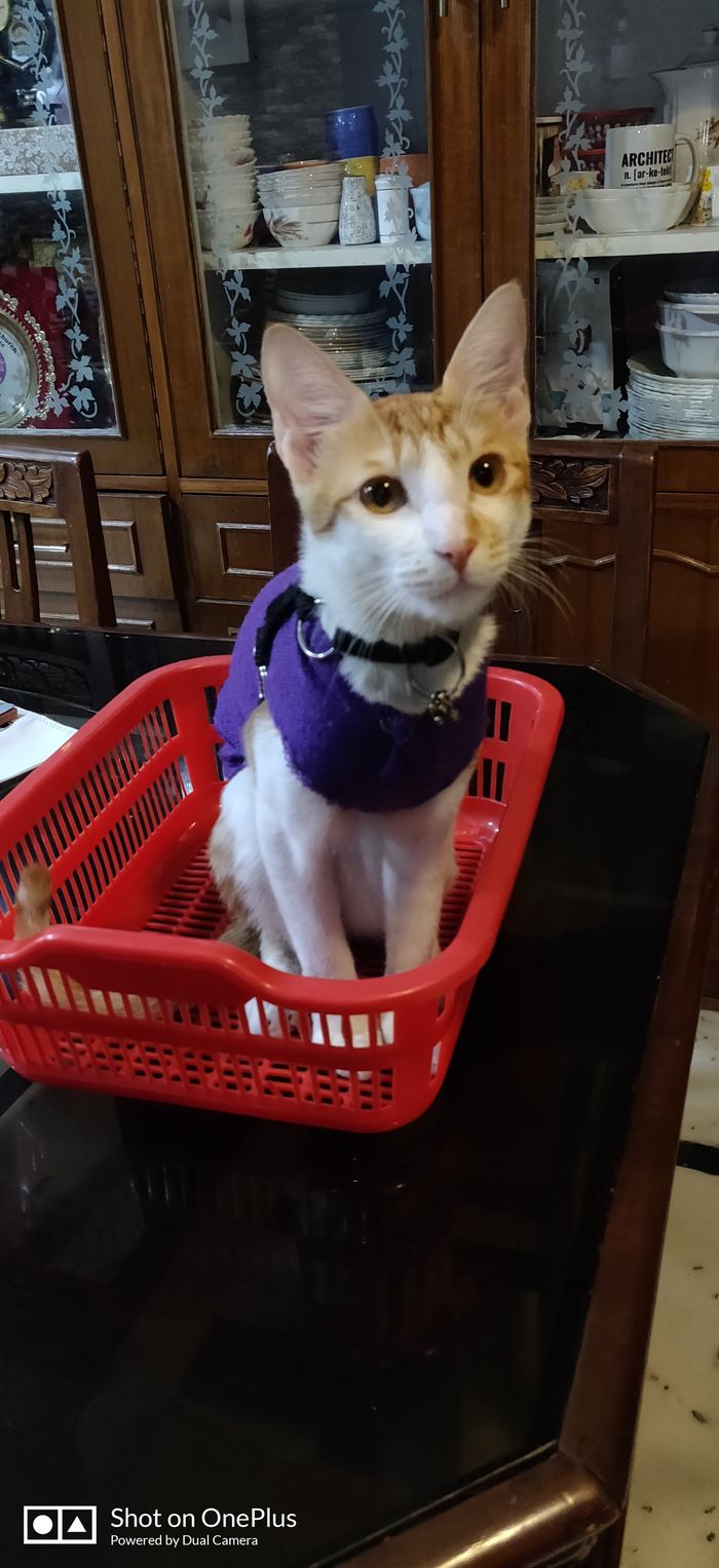 My cat in a red basket